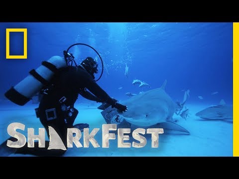 Tonic Immobility in Tiger Sharks | SharkFest