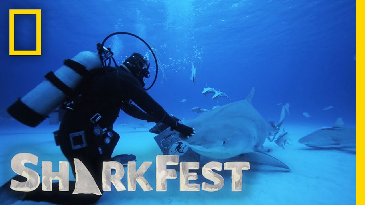 Tonic Immobility in Tiger Sharks | SharkFest