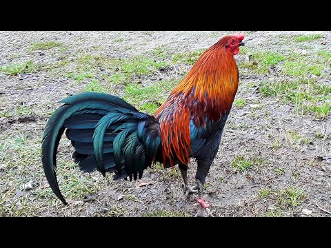 24 Carat Hatch, Boogeyman Blacks, Boogeyman Greys, DB Reds, Radio Greys, Blue Muff, KM Toppy.