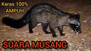 Download lagu SUARA MUSANG || Cocok untuk pikat mp3 Download lagu SUARA MUSANG || Cocok untuk pikat mp3