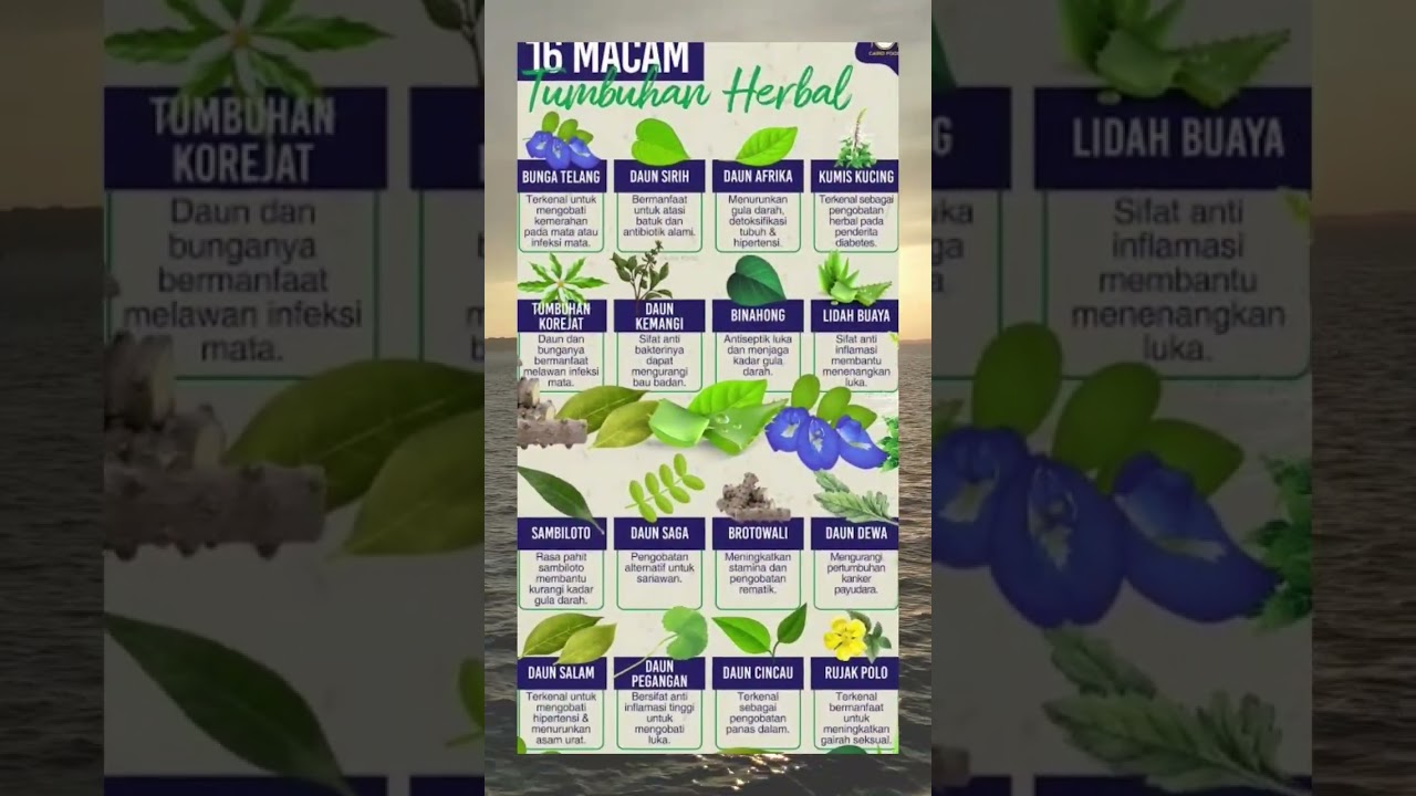 16 macam tumbuhan herbal #herbal #tumbuhanherbal #viralvideo #trending #tanamanobat #tanamanherbal