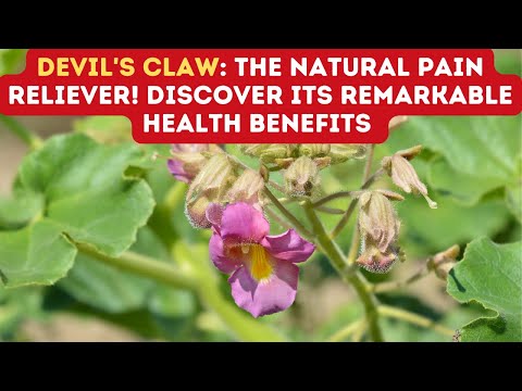 EXPLORING THE BENEFITS OF DEVIL'S CLAW FOR HEALTH