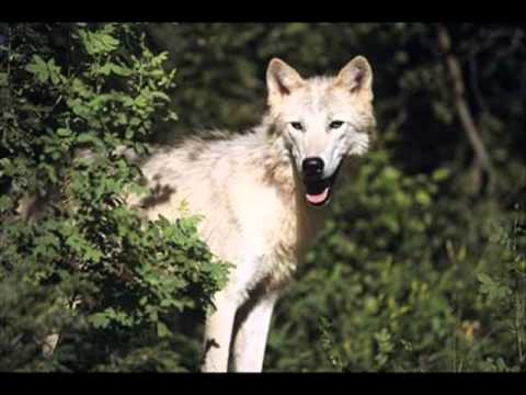 Bate Pesho ft.Tina i Koko - Wolf