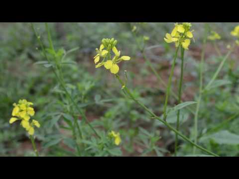 Lulja e Kosoves full HD