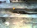 Scary Monster In Borneo