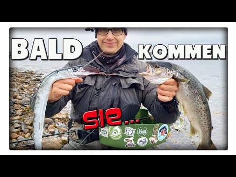 Hornhechte und Meerforellen an der Ostsee fangen