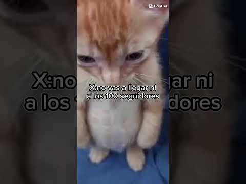 #cat🥺🥺😥😥😪😪