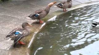 Triggern0metr1c & Me & The Hedgehog - Latin Dope Modal Jam