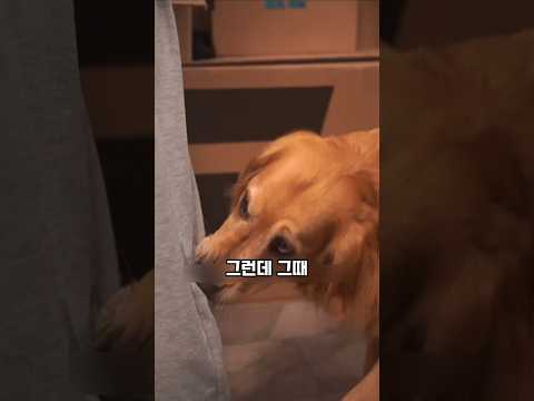 주인을 밀치고 입질했던 댕댕이의 충격적인 진실 #천재견 #파양