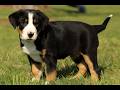 Greater Swiss Mountain Dog dogs for sale: Rosie  - Video 1