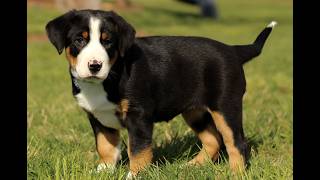 Video preview image #1 Greater Swiss Mountain Dog Puppy For Sale in RONKS, PA, USA