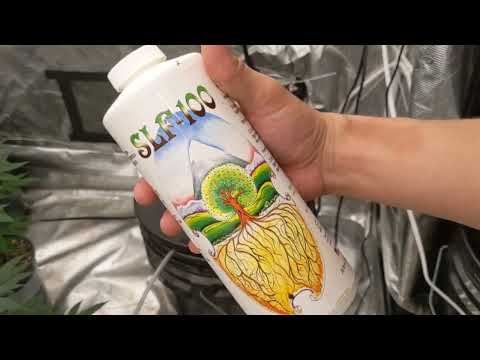 DWC ( Deep Water Culture) week 2 Mills nutrient update and feeding