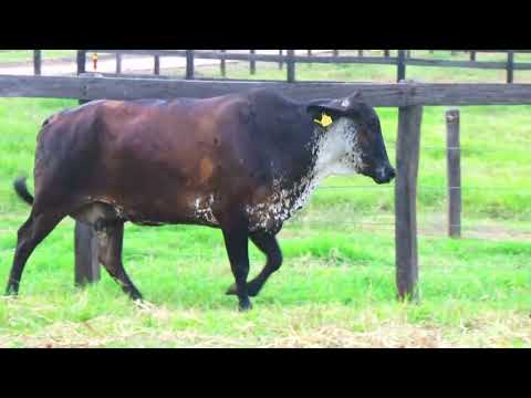 LOTE 42   2918 BL  1470