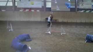 preview picture of video 'Papillon Aicha - Agility Jumping Birmensdorf'