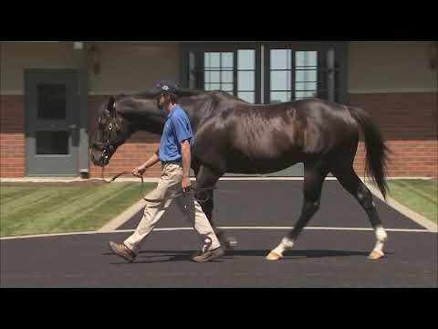 Medaglia d'Oro - conformation video