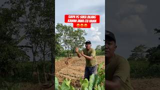 Download lagu Many people bully Javanese friends, even though they are very diligent about gardening #jawanesef... mp3 Download lagu Many people bully Javanese friends, even though they are very diligent about gardening #jawanesef... mp3