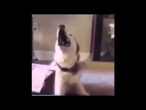 DARUDE SCREAMING KNOWLEDGE PART 1 FEAT. BAD MEMES WITH BROKEN DREAMS