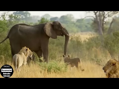 León Sufría Mucho Porque Se Atrevió Atacar Un Elefante Bebé | Animales Salvajes