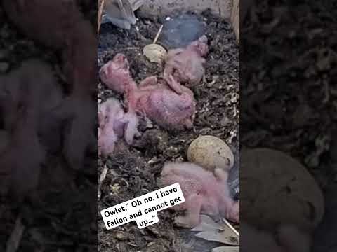 Short: owl nestling falls and wobbles around trying to get up. So cute