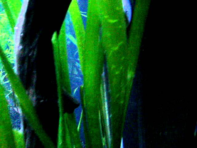 Coridoras e filhotes - 405litros