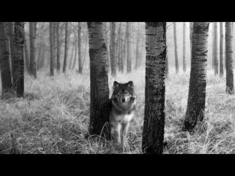 Blood Of The Black Owl - A Banishing Ritual (Into White) - The Final Banishing (Movement IV)