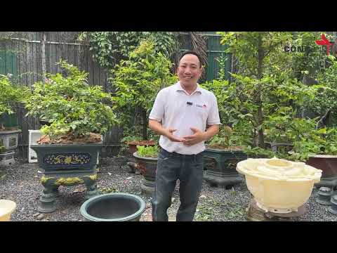 Khuôn Chậu Tròn 50 Kèm Đôn Tròn Đẹp, Hay Kèm Đôn Tròn Cao 45 Đẹp, Sở Hữu Ngay Cả Bộ Chỉ Với Vài Trăm