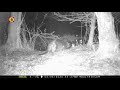 Primeur: de bever in het Leenderbos