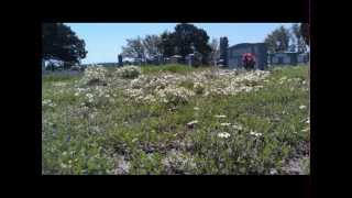 Ben Nichols - Toadvine