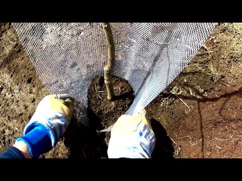 download lagu mp3 mp4 Plastic Plant Protector Sleeves, download lagu Plastic Plant Protector Sleeves gratis, unduh video klip Plastic Plant Protector Sleeves