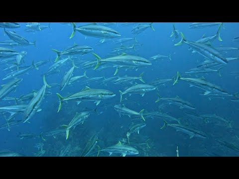 Speerfischen in den tiefen blauen Gewässern von Neuseeland