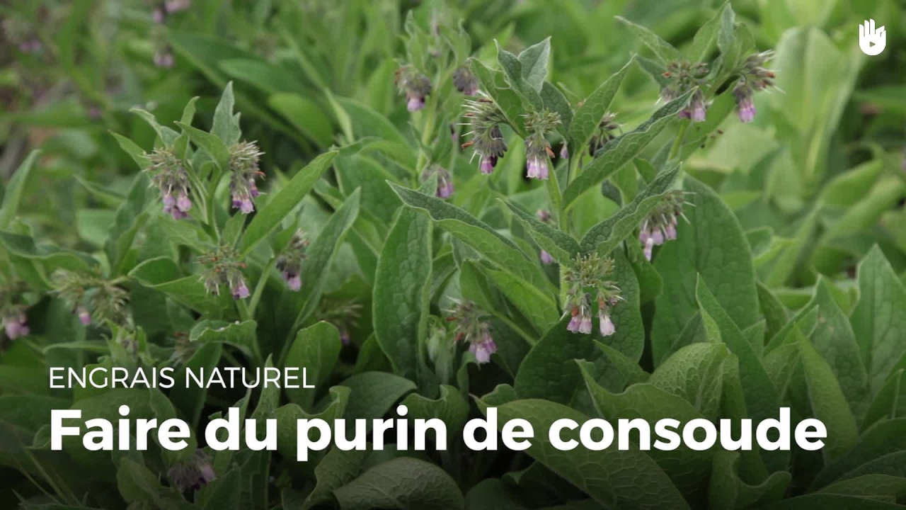 Faire du purin de consoude Cultiver son jardin Sikana — free download