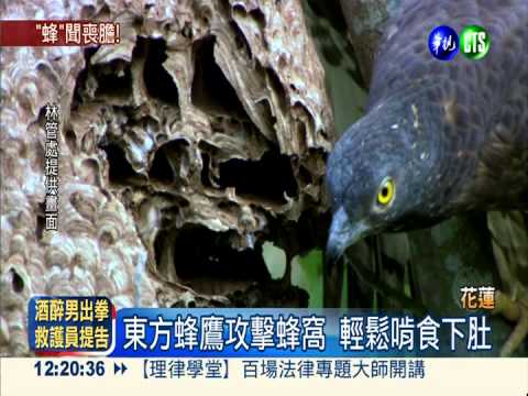 虎頭蜂剋星!東方蜂鷹掠食全記錄