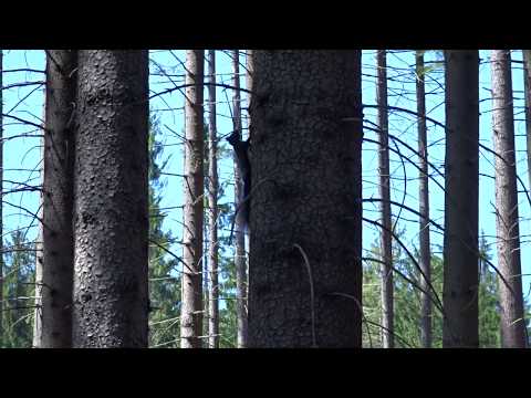 EURASIAN RED SQUIRREL / VEVERKA OBECNÁ / SCIURUS VULGARIS