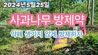2024년5월25일 사과나무 방제약/약해가 생기는 잘못된 방제방법