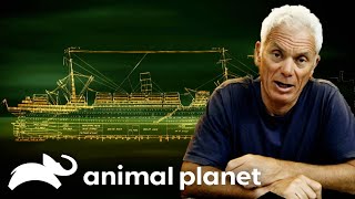 Passengers of the RMS Laconia Go Missing After Torpedo Attack | River Monsters | Animal Planet by Animal Planet