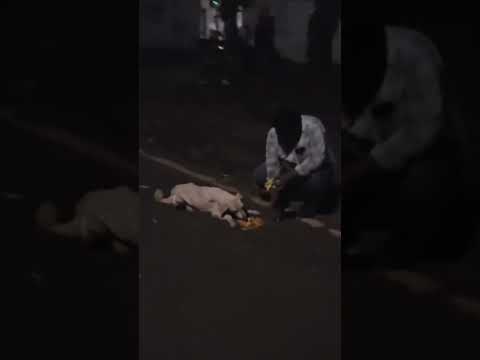 Will work it for treats.,🐶#dogshorts #dog #dogvideos #animals #love #animals #doglove  #shorts