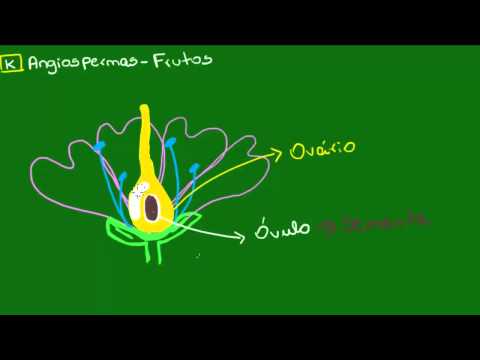 Frutos - Botânica - Biologia