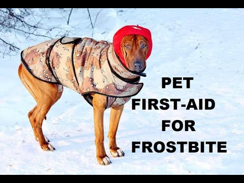 ASK AMY: How to Treat Pet Frostbite & First Aid for Dog & Cat Frostbite