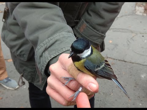 A széncinegéről számokban