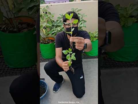 HUMIC ACID vs EPSOM SALT