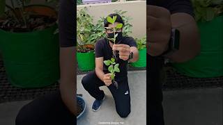 Download lagu HUMIC ACID vs EPSOM SALT mp3