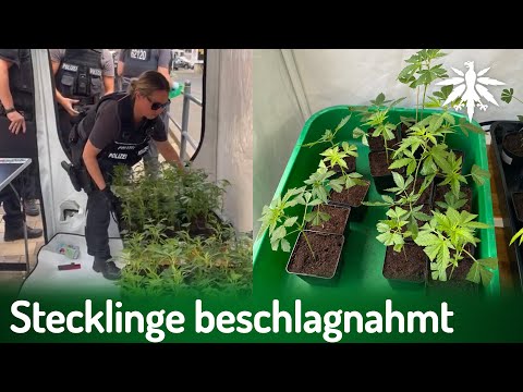 Halle: Stecklinge von DHV-Ortsgruppe beschlagnahmt | DHV-News # 429