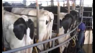 Cows Suffering in Modern India (Hindi)