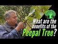 What are the benefits of the Peepal tree (Ficus religiosa)?