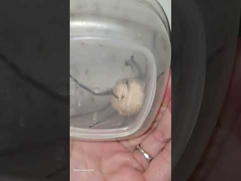 Gigantic Spider Egg Sac Bursts! 🕷🕸