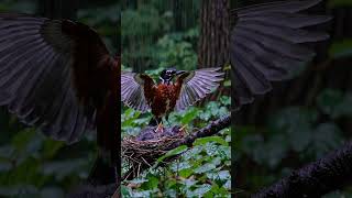 Download lagu American Rain Moment #Nature #Love #Mother mp3