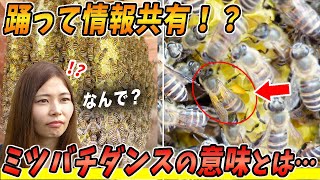ミツバチはダンスを踊る？驚きの情報共有