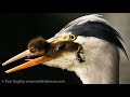 Angry Mother Ducks Can T Stop A Heron That Does Eat Animals For Prey Meat And Is Eating Ducklings