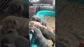 American bully puppies for sale #merlebully #americanbully #bully #dog #pets #pitbull #puppy #dogs