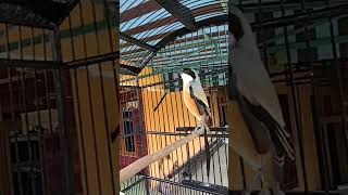 Download lagu SUARA TOET TOET CENDET, AMPUH UNTUK TERAPI CENDET MACET mp3